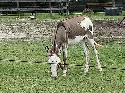 Donkeys in Burgaw, NC