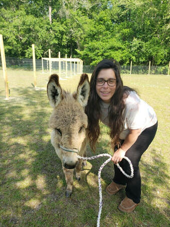 Donkeys in Burgaw, NC